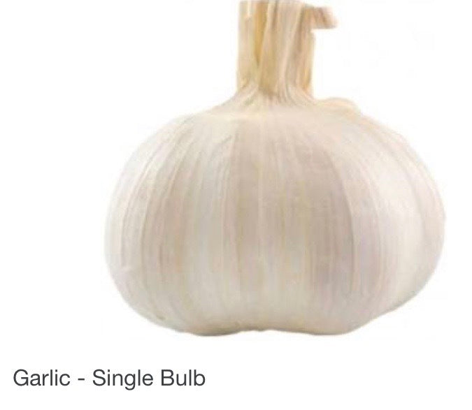 Single Large Garlic Bulb X Large Class 1