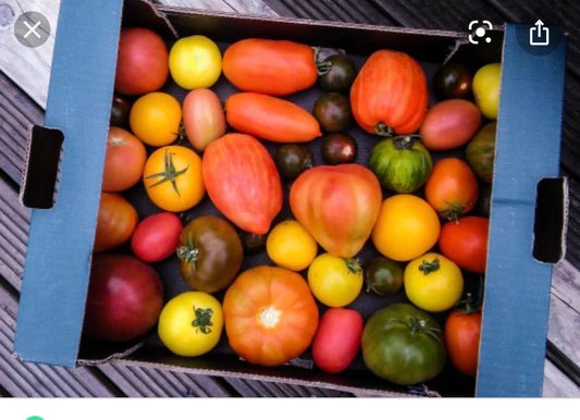 Heritage Tomatoes Per Box