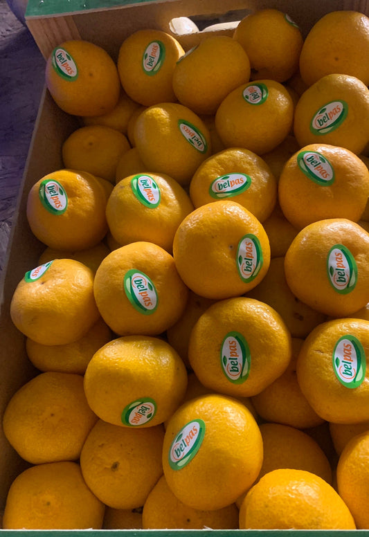Spanish Satsuma