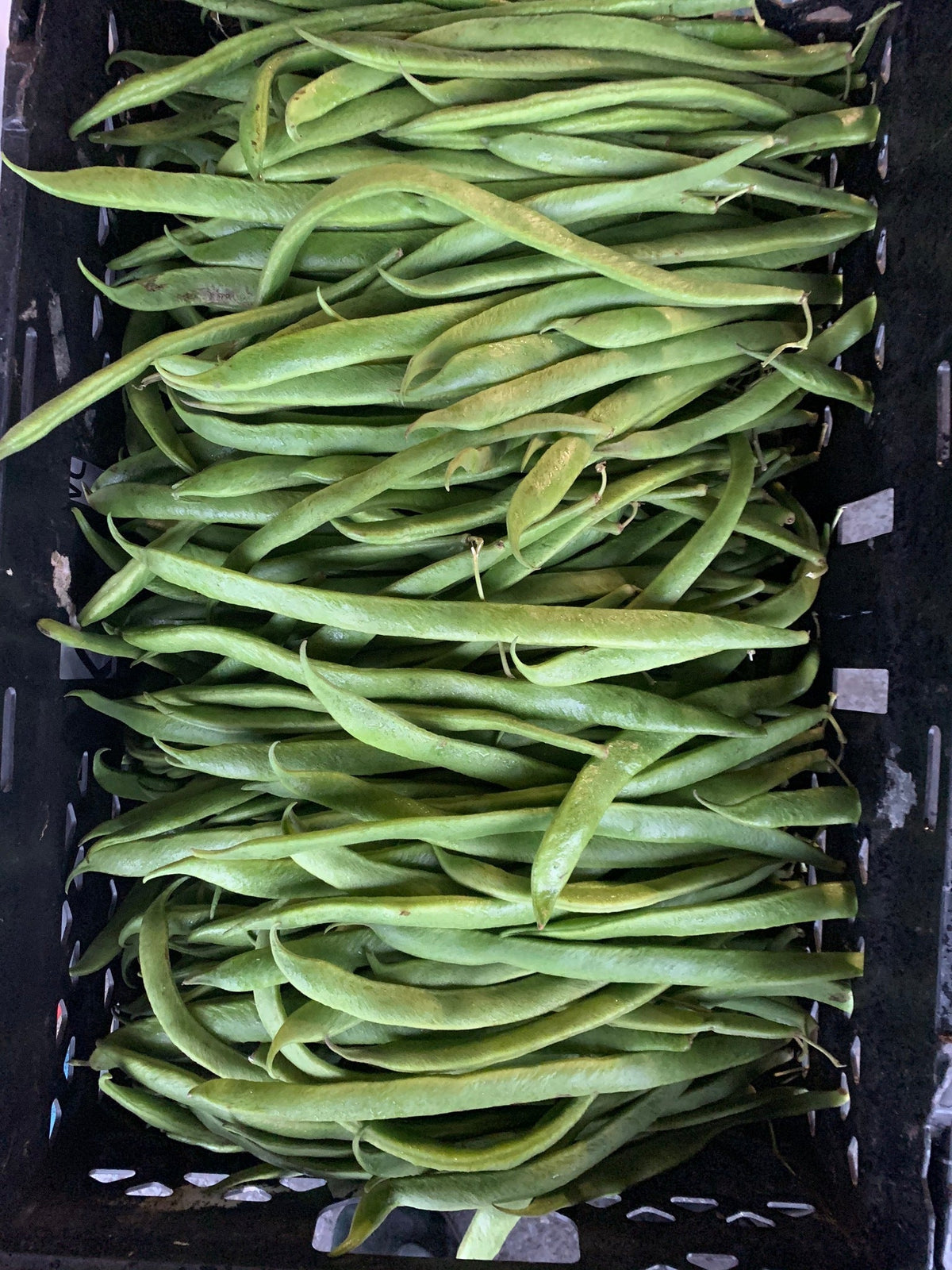 English Green Beans/stick